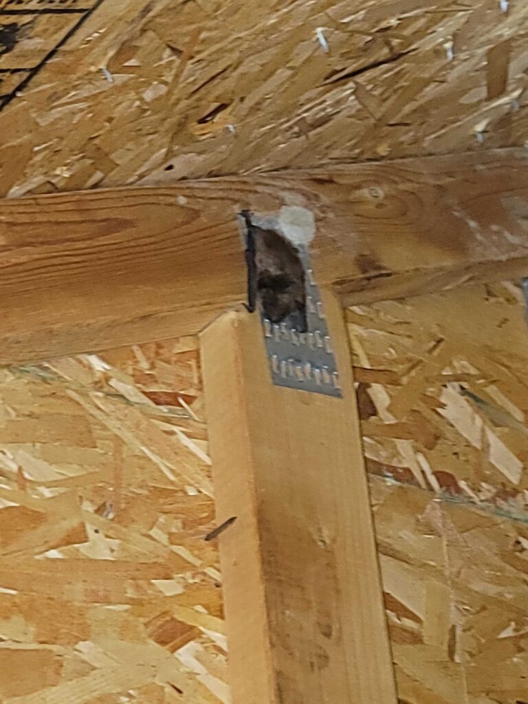 Bat Removal Smithfield