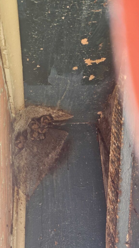 Bat Removal Smithfield