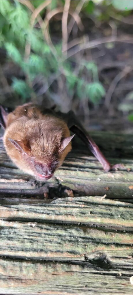 Bat Removal Smithfield