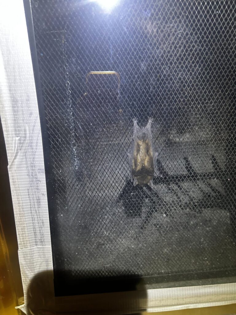 Bat Removal Smithfield