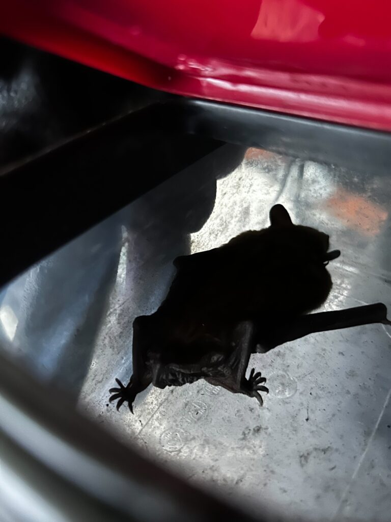 Bat Removal Smithfield
