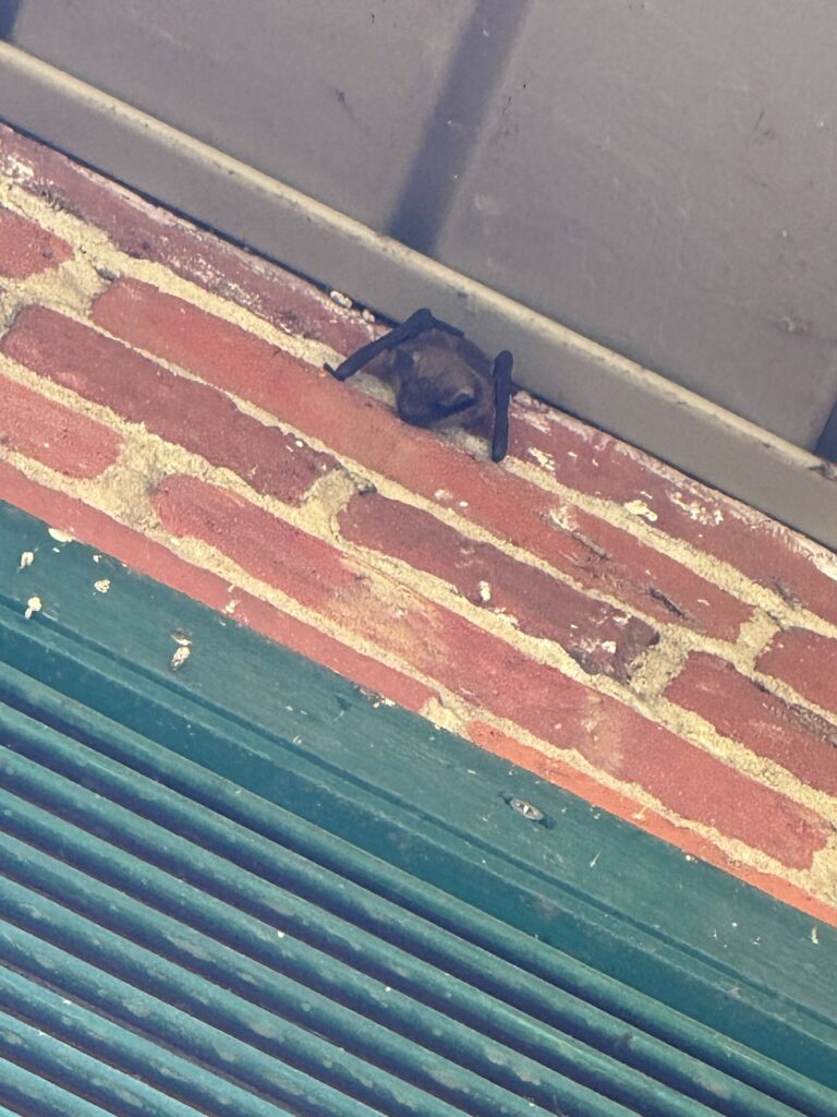 Bat Removal Smithfield